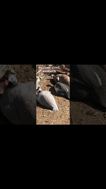 Guinea fowl sunbathing