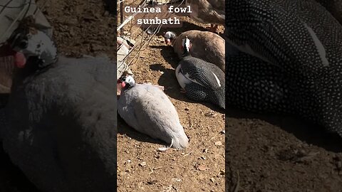 Guinea fowl sunbathing