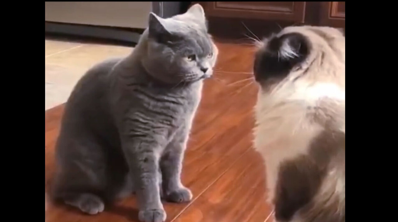 Cats Funny videos | watch and enjoy-Part-03