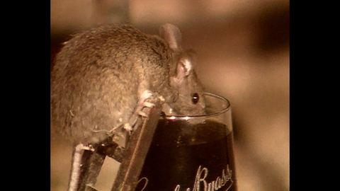 Drunk Mice