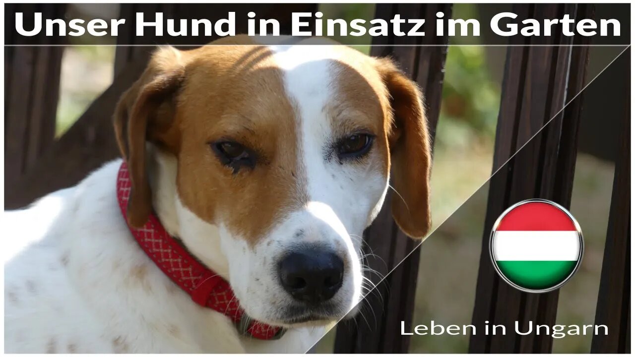 Unser Hund in Einsatz im Garten - Leben in Ungarn