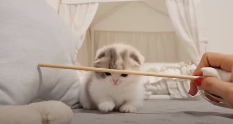 Super Cute White Cat wants to play - Super cute