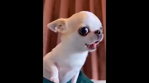 "Pet Pandemonium: Hilarious Animal Antics That Will Leave You in Stitches!" #funnyanimals