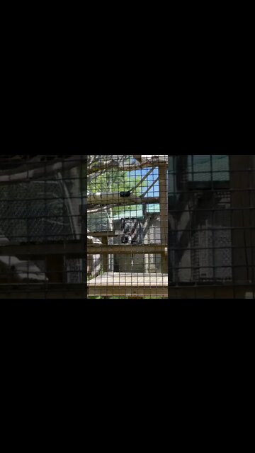 Hairy monkeys spinning monkeys