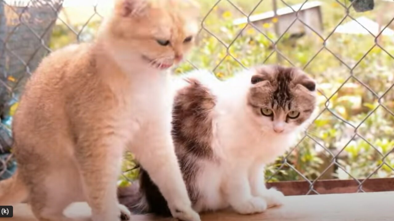 Quality Animal Footage - Cats and Kittens Beautiful Scenes