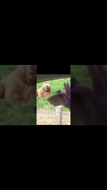 Animais Engraçados videos Engraçados #shorts