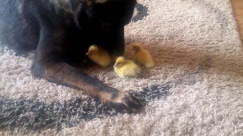 German Shepherd helps raise newborn baby ducks