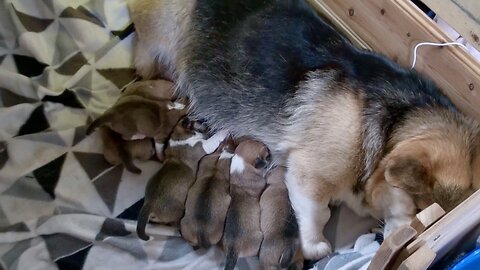 Willow's Litter 1 Day Old