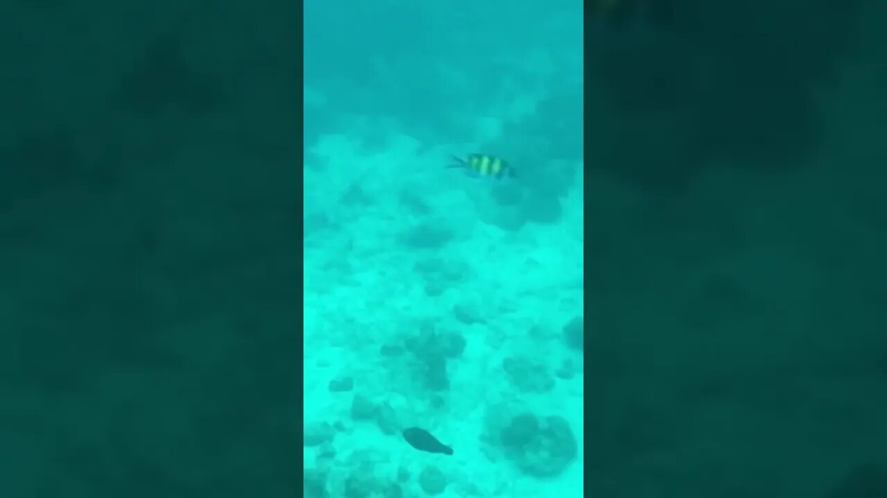 Snorkelling in phi phi island part 3. #shorts