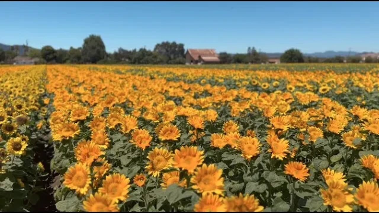 Sunflower Fields in Gilroy, California, with ambient piano music (Beethoven, Moonlight Sonata).