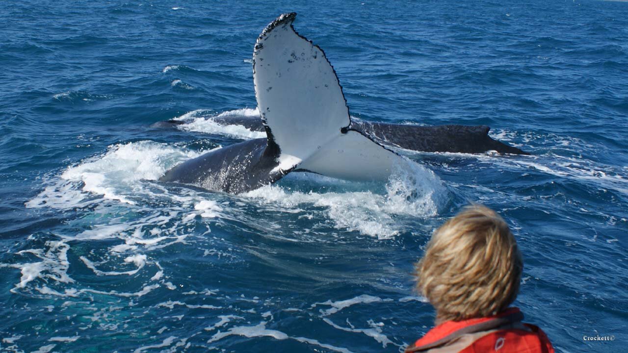 Humpback Whale Watching