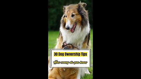 30 Dog Ownership Tips-NINE