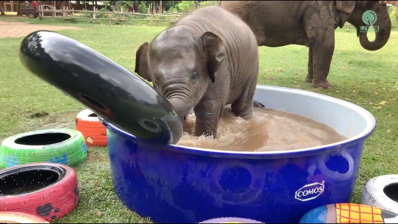 Baby elephant playing like anything