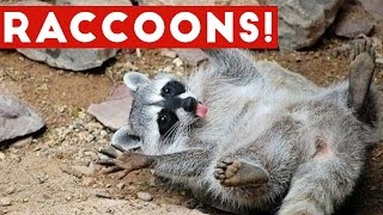 HILARIOUS! COUPLE OF RACOONS TRUING TO UNLOCK DOOR🤣