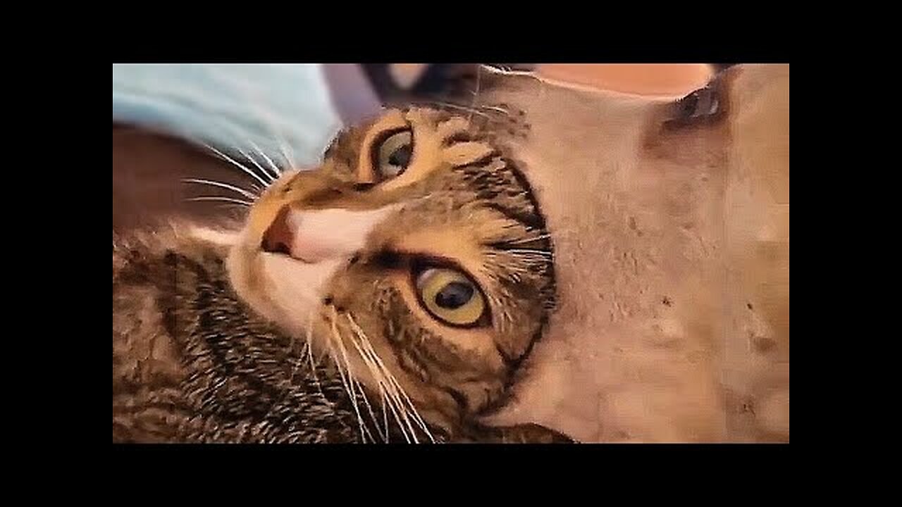 UNUSUAL MEMES COMPILATION V210