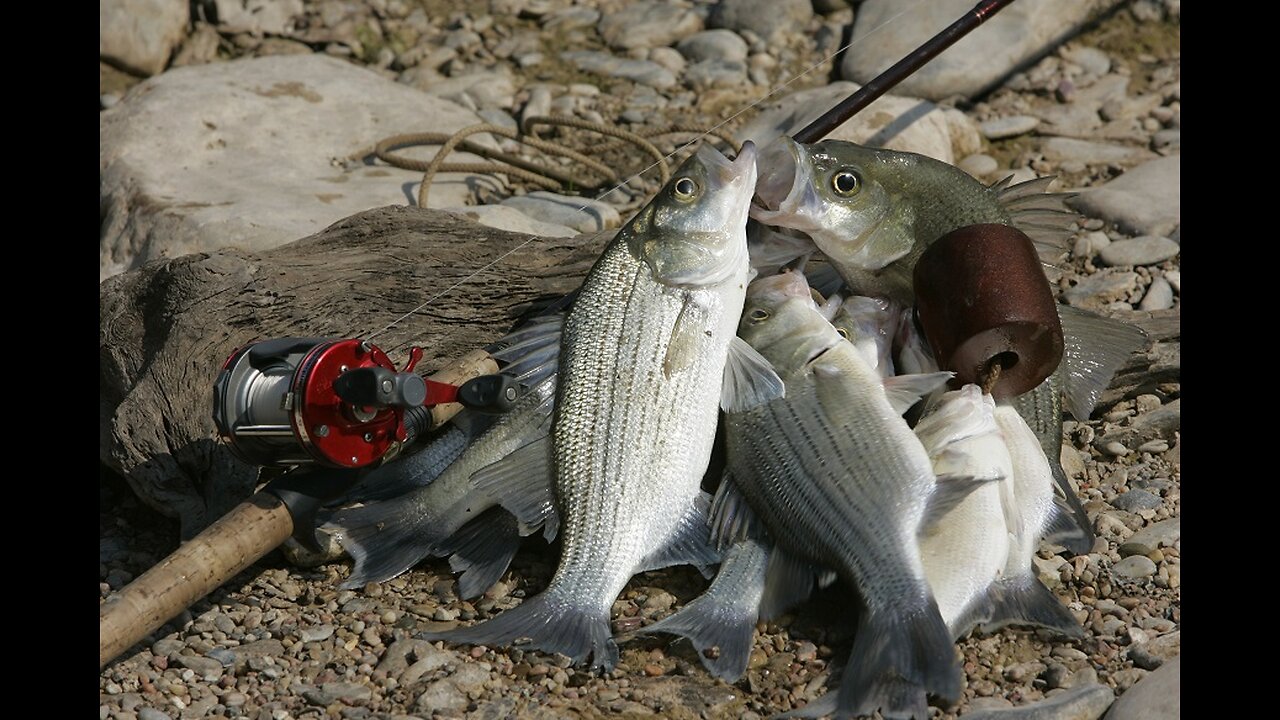 white bass fishing the river!