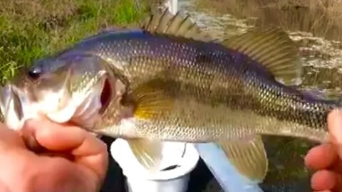 Bassin in the Edisto River