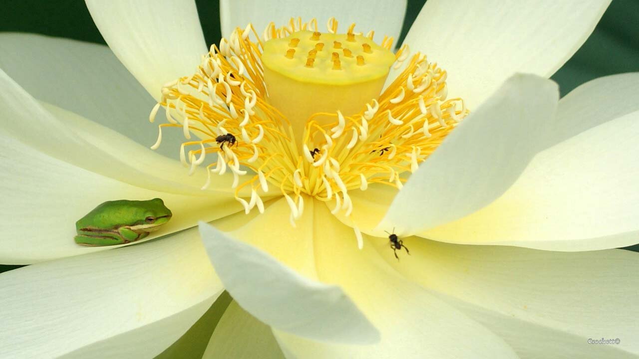 Lotus Plant Frog and Native Bee