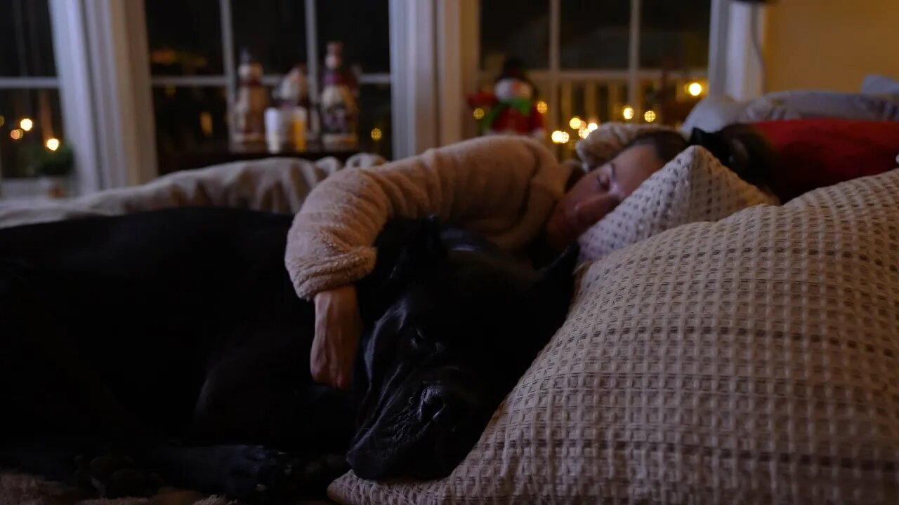 Cane Corso Cuddles - RAW Home Footage