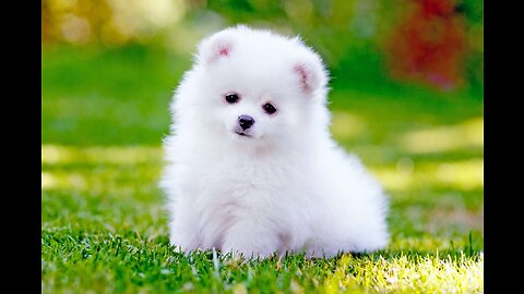 Cute puppy | Funny and cute dog vidoes compilation 2023#13