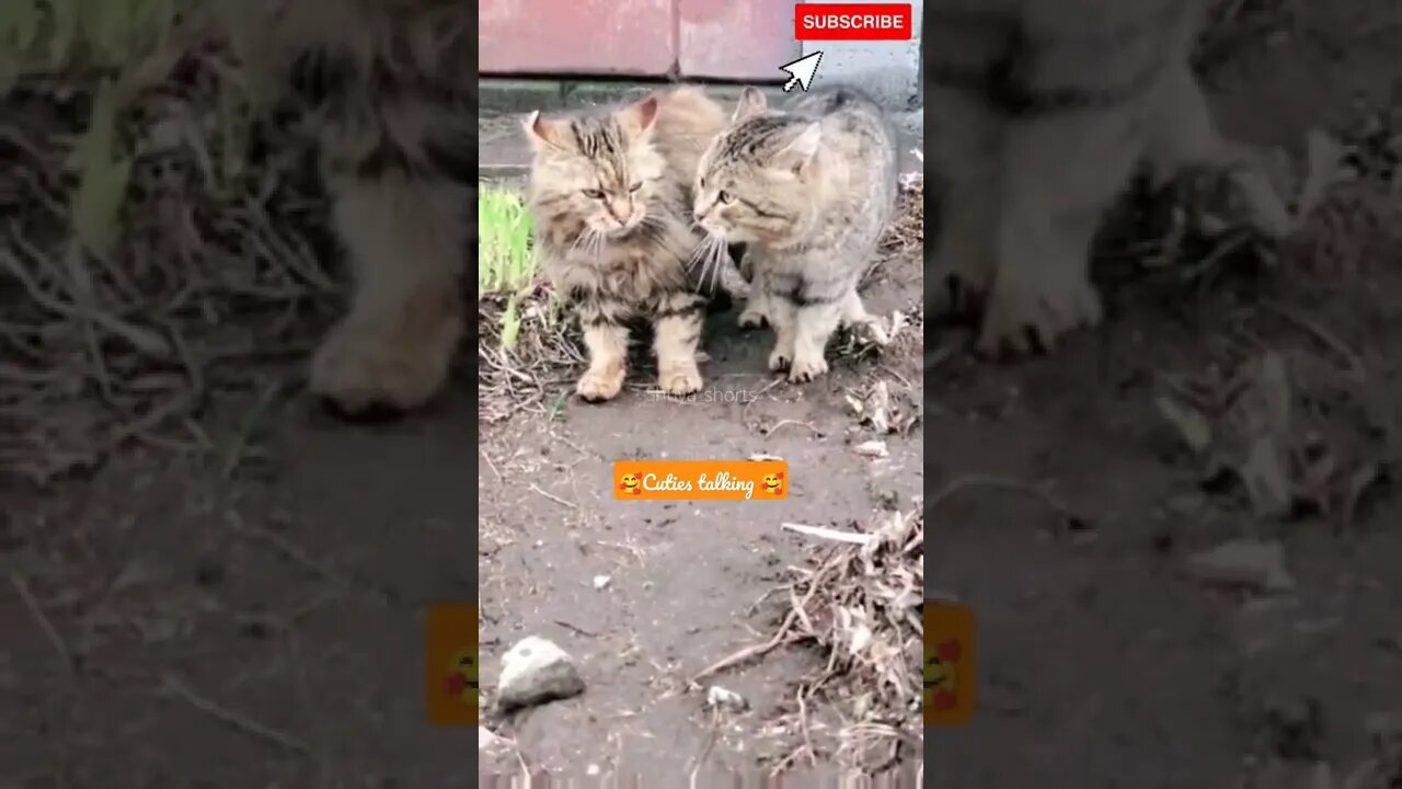 Cute cat talking 🥰💕#shorts #catlovers #catvideos #funny #cat