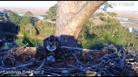 Time For Dinner 🦉 2/25/22 17:23