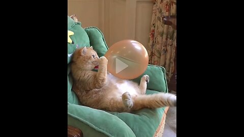 Funny Animal videos