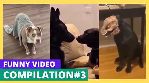 Funny Animal Videos Compilation #3