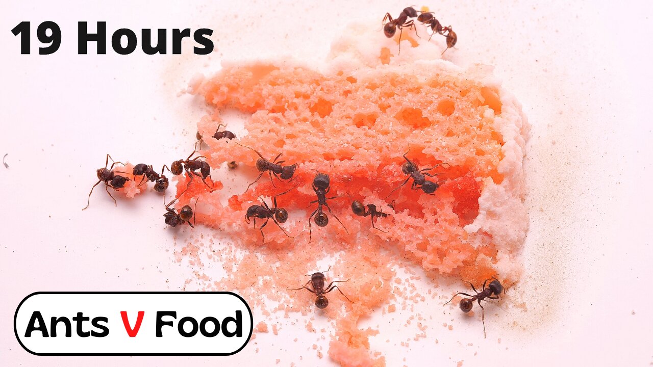 Ants vs Cake Time Lapse #short