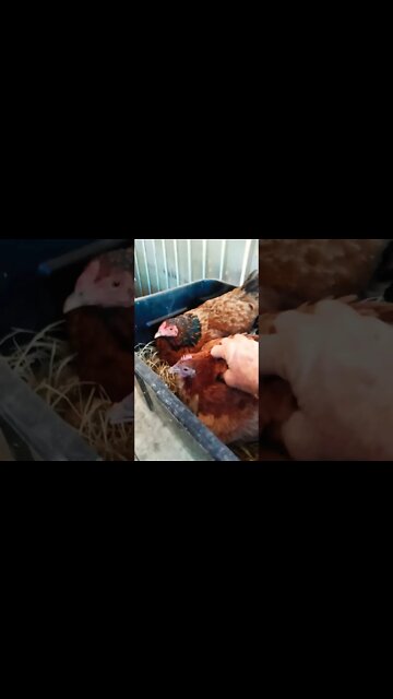 Good morning Forest and Chook chook 17th September