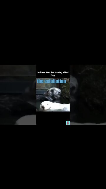 Otter Relaxation | Funny voiceover😂😂😂 #shorts