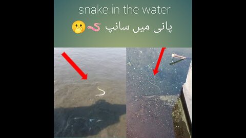 Snake in the water