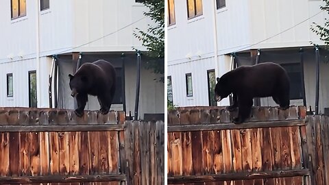 Wild bear makes casual visit to neighborhood backyard