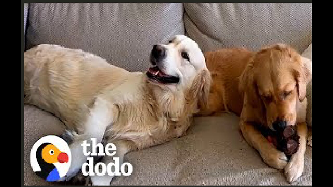Golden Retrievers Can't Stop Hugging Each Other Every Single Time | The Dodo