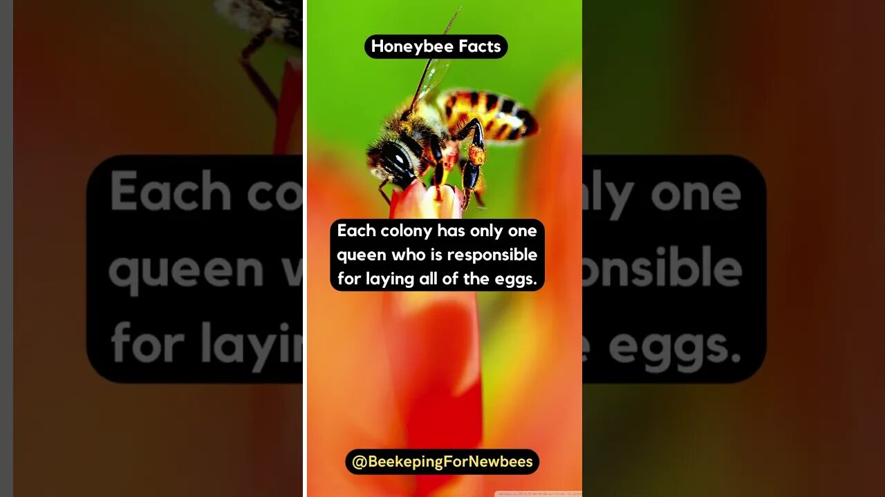 Queen Bee Ruling the Hive: Beehive Secrets Revealed! 🐝👑