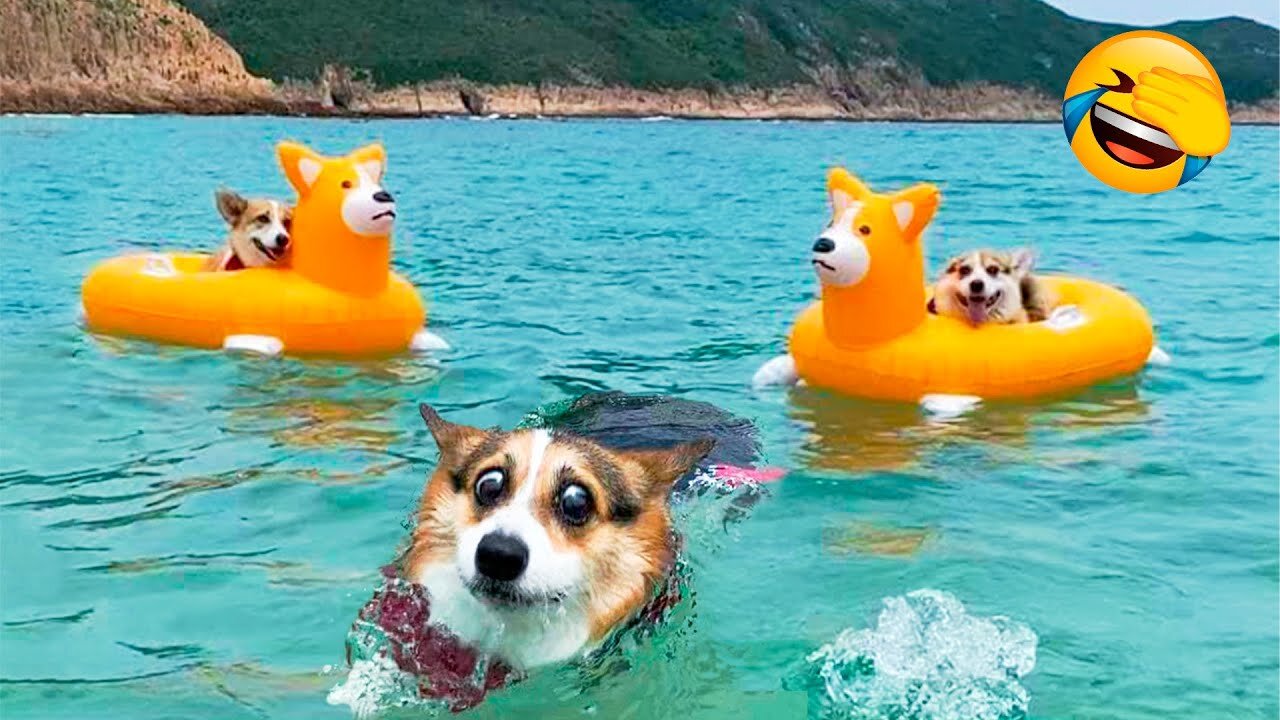 ULTIMATE Funny Animal Try Not To Laugh Challenge! (104)