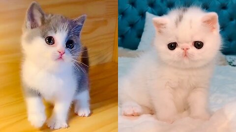 Best Of The 2023 Funny Cat Videos