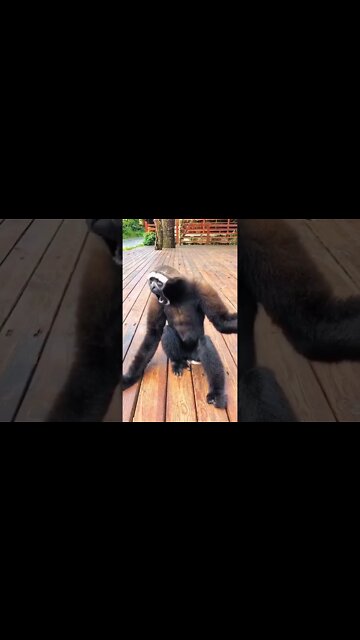 #shorts #2022 funny,prank,funjokes,dad jokes,funny memes,funny video,fun,laughing,funny animal,knock