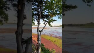 A cliff above a beach