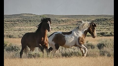 WHOA Wild Horses of America Ep 12 McCullough Peaks in Wyoming by Karen King