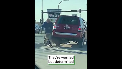 Trying to Liberate Deer from Under SUV