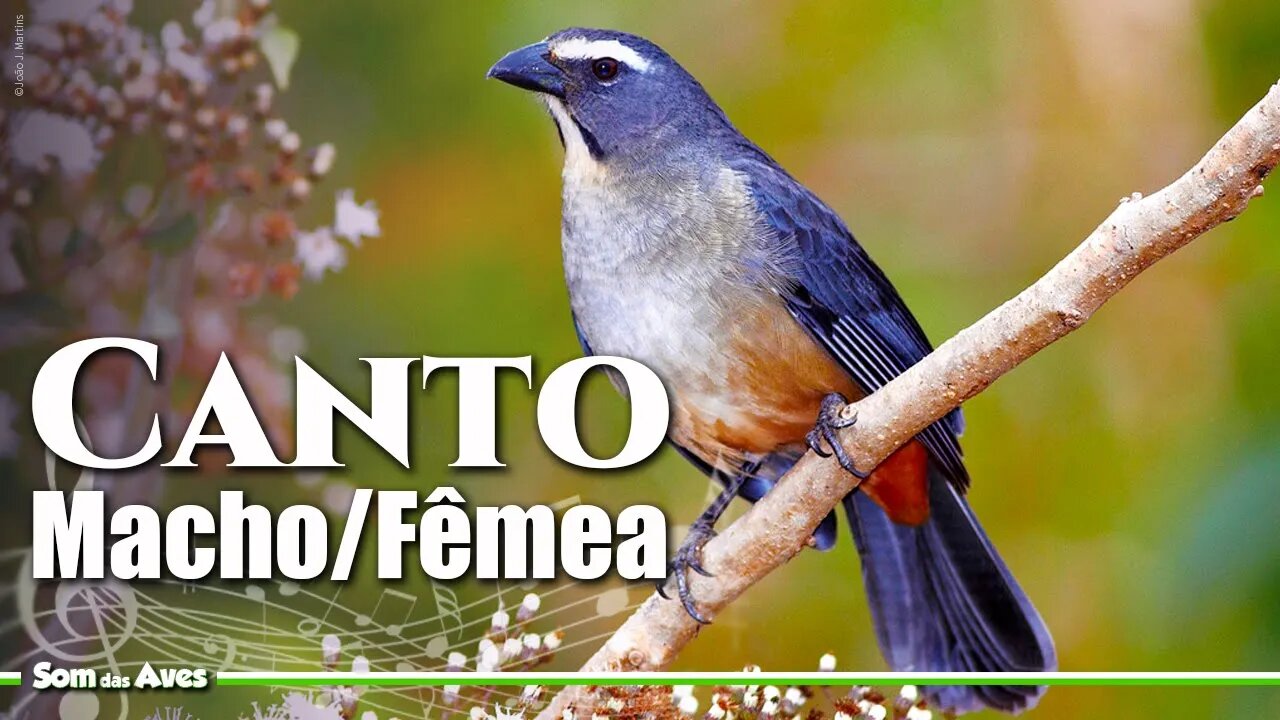 TRINCA FERRO PANTANEIRO Cantando - Mix de Fêmea e Macho🎵