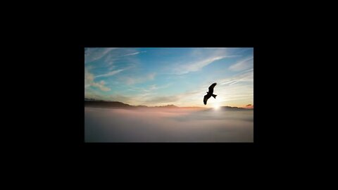 Calming Bird Sounds #Find_Calm #Mindfulness #Relaxation #short