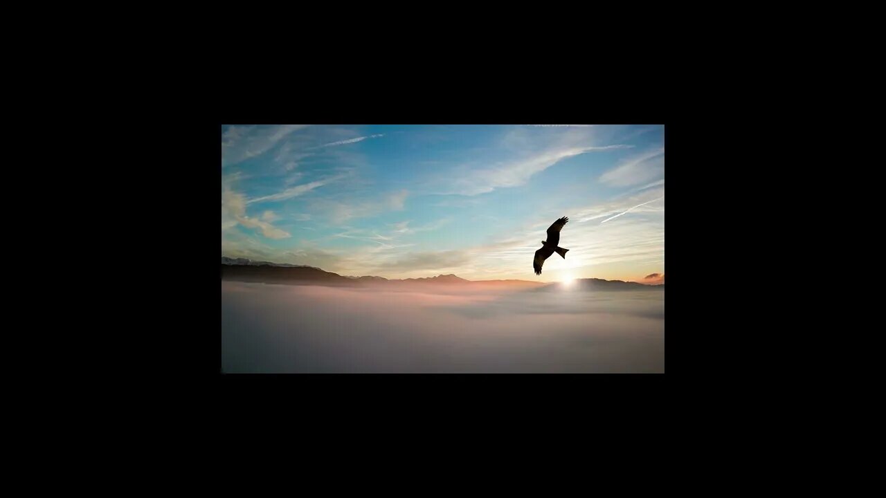 Calming Bird Sounds #Find_Calm #Mindfulness #Relaxation #short