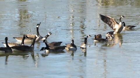 Wild Goose faceoff!!