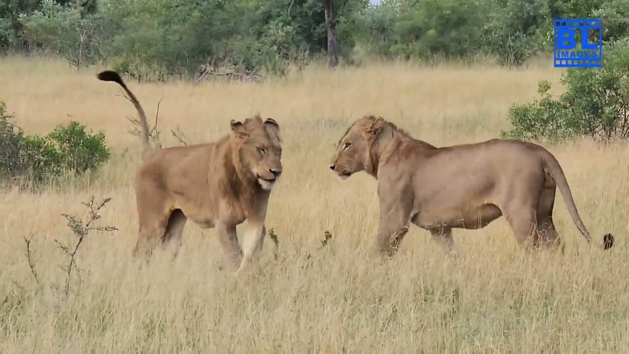 Savage Safari- Lions Hunting Impala And Having A Blast In Kruger National Park #wildlife