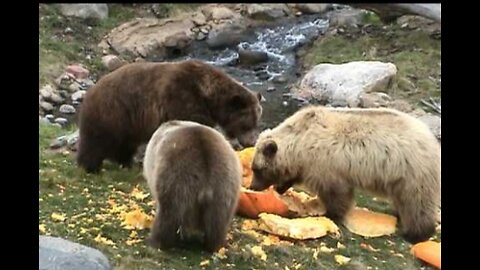 Minnesota Zoo Grizzly Bears Destroy 500-Pound Pumpkin