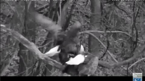 Hays Eagles nest mating 2020 02 06 17 42 22