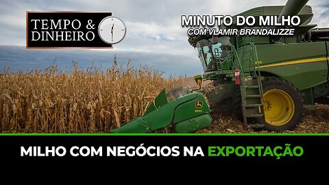 Milho com negócios na exportação