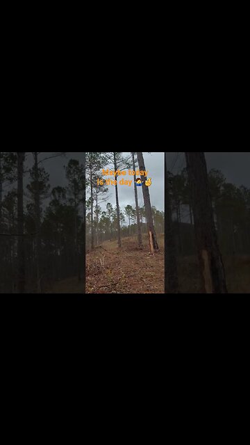 Could Be 🤷‍♂️🤷‍♂️🤞🤞🤞 #hunting #woods #wma #fall #outdoors #hopeful